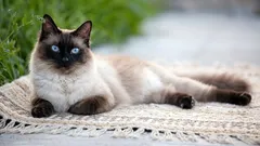 Siamese kat: elegantie, karakter en kenmerken van het ras