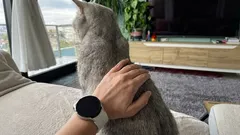 Waarom draait een kat zijn achterwerk naar het gezicht van zijn baasje? Een deskundige kijk op gedrag