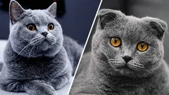 Wat is het verschil tussen Britse katten en Schotse katten: waarom bestaan er geen Britse katten met hangoren?