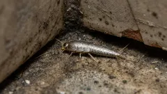 Waarom komt ze voor in onze badkamers en wat doet ze daar? Interessante feiten over de schubbeest