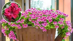 Geranium thuis: volledige verzorging en bloeigeheimen