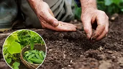 Waar moet je komkommers planten: een onverwachte buurman die je oogst verdubbelt