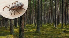 Van lavendel tot munt: 10 geuren waar teken als de dood voor zijn