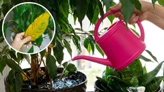 Waarom verwelken uw kamerplanten? Hoe u fouten bij het water geven kunt voorkomen.