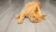 Hoe weet u of uw kat ziek is: deze ‘rode vlaggen’ vereisen onmiddellijke actie