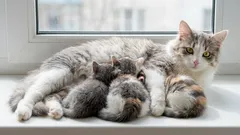 Ouderen op 7-jarige leeftijd: welke leeftijd bij katten kan nog als jong worden beschouwd en welke als heel oud?