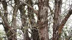 De uil zit in een boom, maar niet iedereen kan hem zien. Is het jou al gelukt?