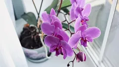 Orchideeën – de koningin onder de bloemen: geheimen van het kweken en verzorgen.