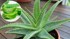Aloë vera voor thuis: het geheim van de heilzame eigenschappen en schoonheid die u over het hoofd ziet.